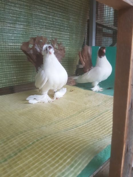  - NORDCAUCAZIAN cu coada rosie red tail pigeons