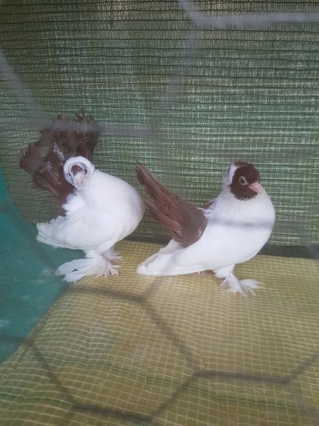  - NORDCAUCAZIAN cu coada rosie red tail pigeons