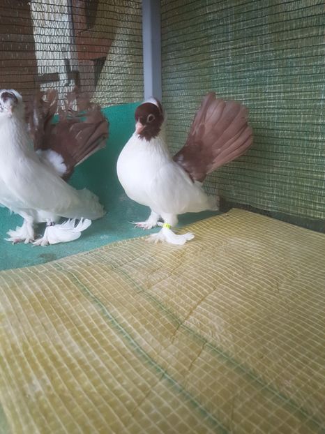  - NORDCAUCAZIAN cu coada rosie red tail pigeons