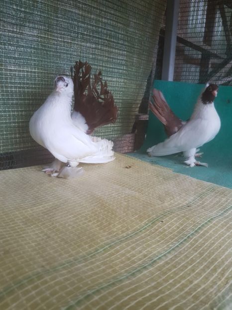  - NORDCAUCAZIAN cu coada rosie red tail pigeons