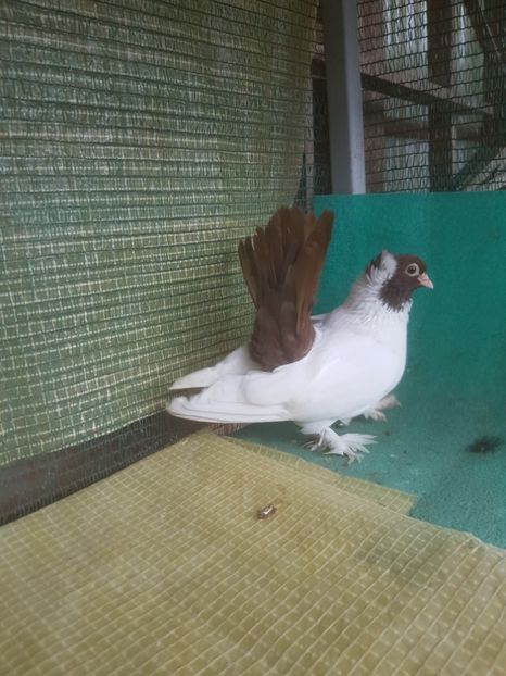  - NORDCAUCAZIAN cu coada rosie red tail pigeons