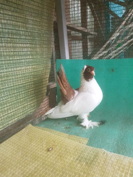  - NORDCAUCAZIAN cu coada rosie red tail pigeons