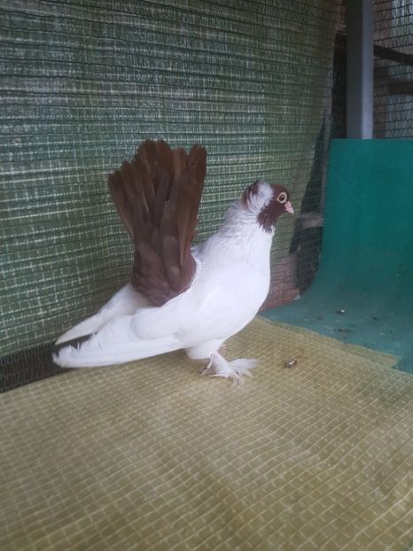  - NORDCAUCAZIAN cu coada rosie red tail pigeons