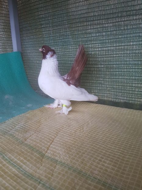  - NORDCAUCAZIAN cu coada rosie red tail pigeons