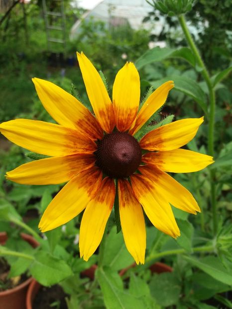  - 0Flori de interior si exterior 2018