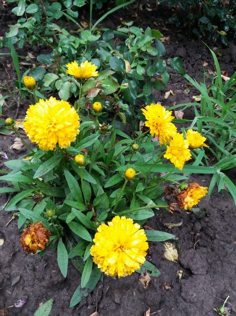  - 0Flori de interior si exterior 2018