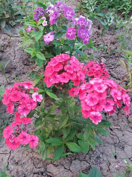  - 0Flori de interior si exterior 2018