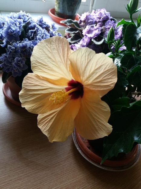  - 0Flori de interior si exterior 2018