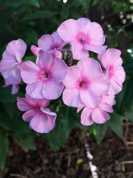  - 0Flori de interior si exterior 2018