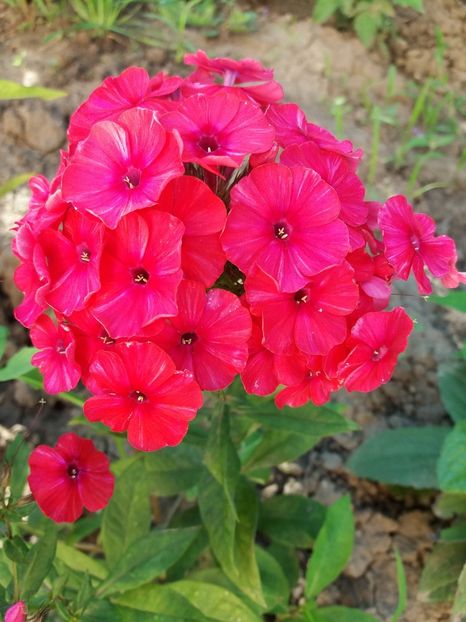  - 0Flori de interior si exterior 2018