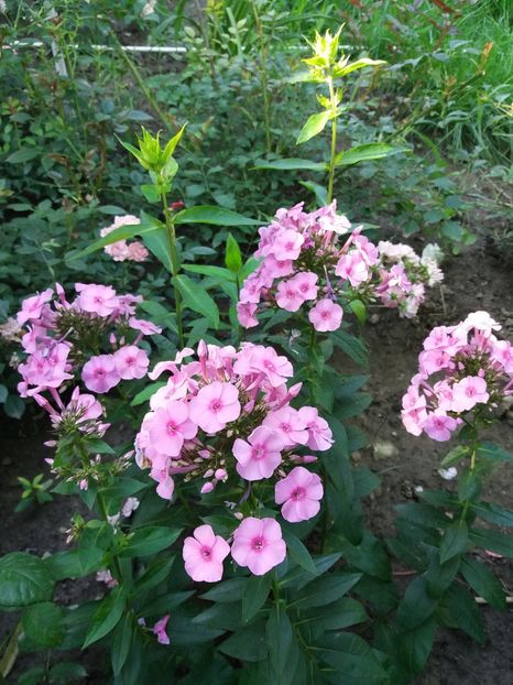  - 0Flori de interior si exterior 2018