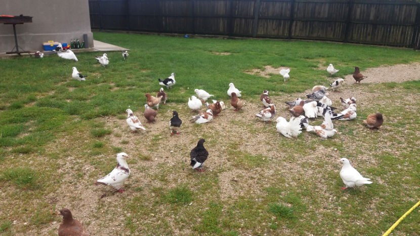  - 6-AMERICANI PUI 2018