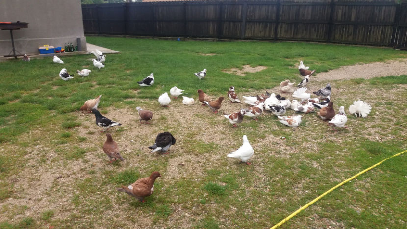  - 6-AMERICANI PUI 2018