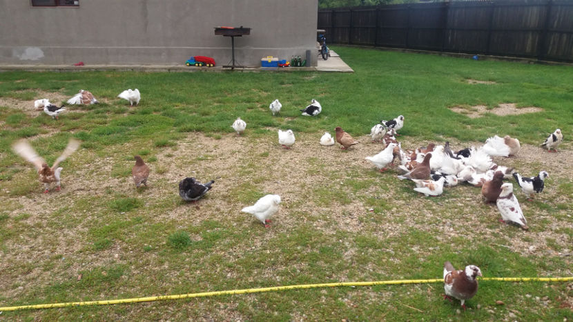  - 6-AMERICANI PUI 2018