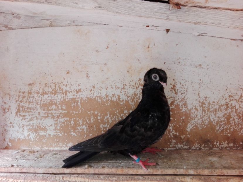 femelă  2018_1 - pui 2018 BM