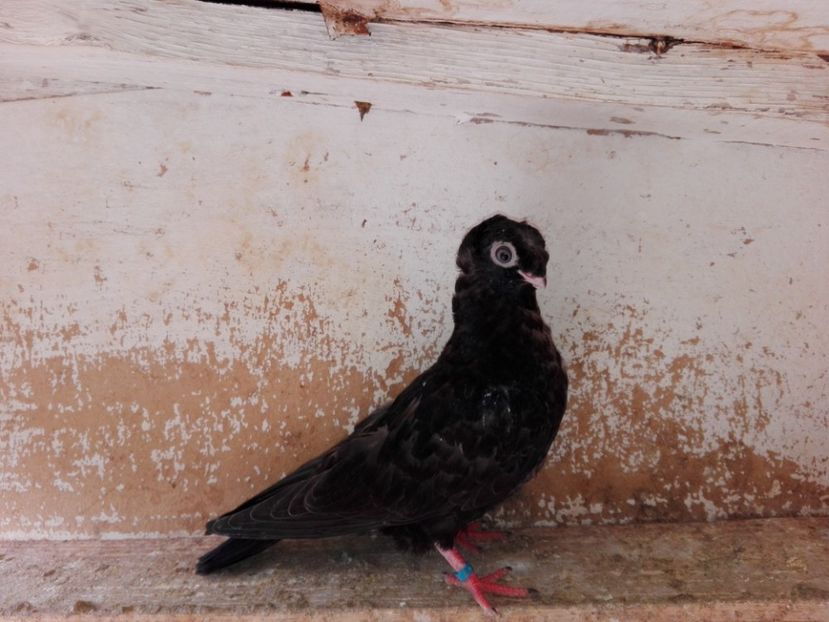 femelă  2018_2 - pui 2018 BM