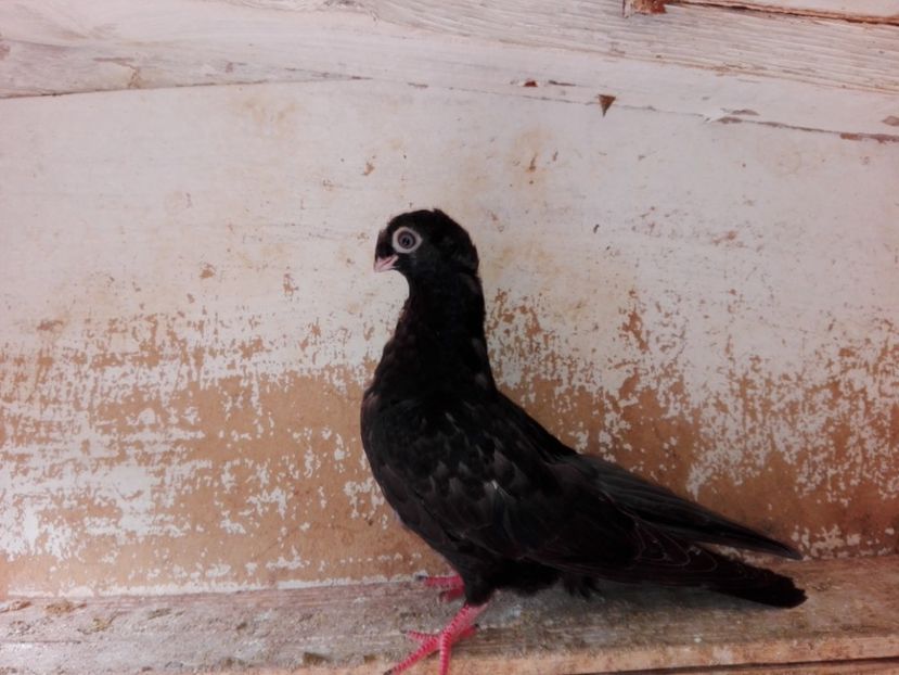 femelă  2018_3 - pui 2018 BM