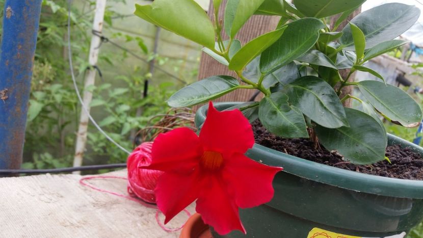 dipladenia - Flori apartament