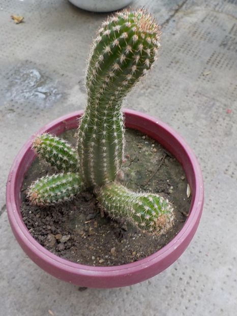  - Genul Chamaecereus