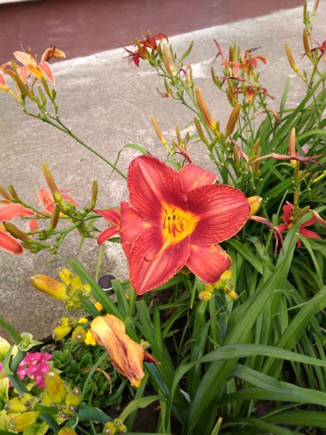  - Hemerocallisi