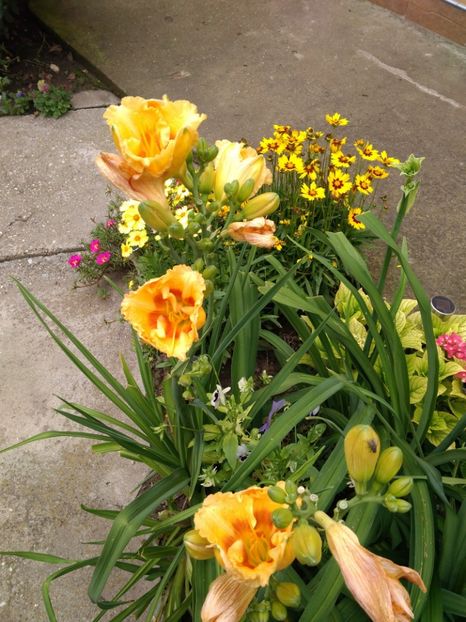 playground - Hemerocallisi