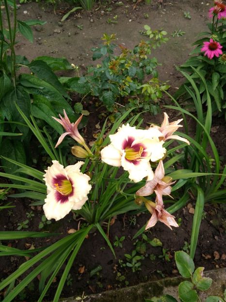 snowy eyes - Hemerocallisi