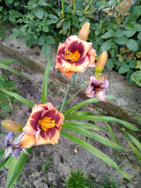 madeline nettles eyes - Hemerocallisi