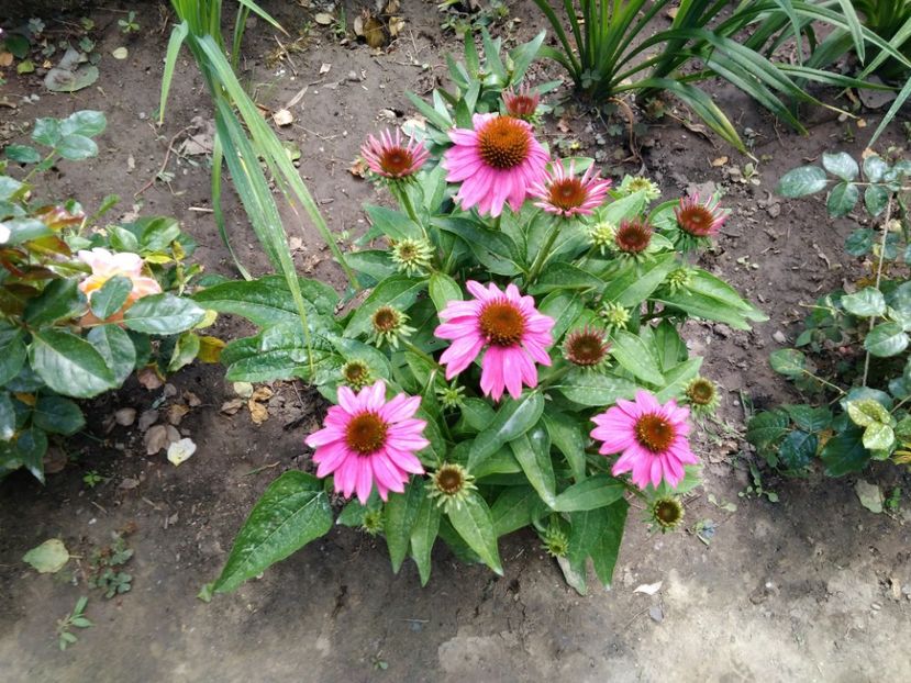  - Echinaceea
