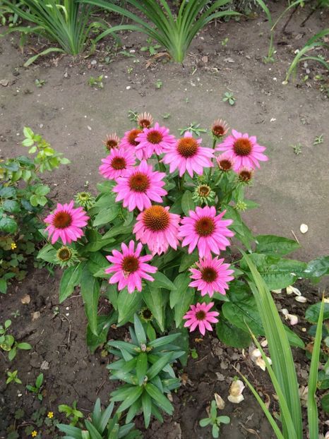  - Echinaceea
