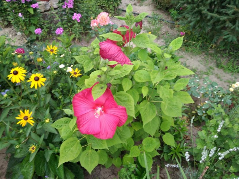  - Hibiscus moscheutos