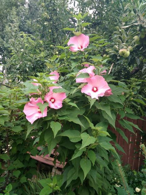  - Hibiscus moscheutos