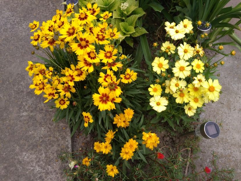 coreopsis 3 soiuri - Plante de gradina