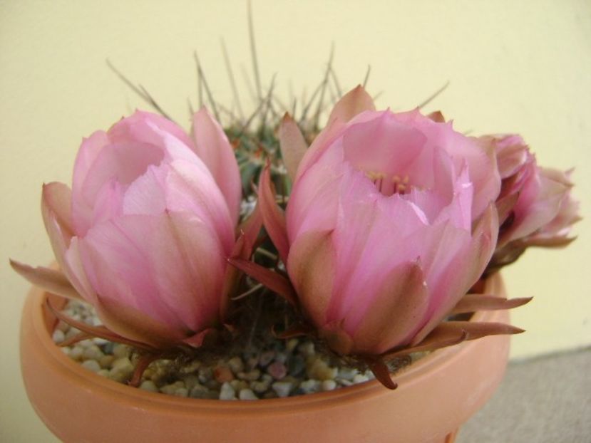Lobivia jajoiana cv. anemone (Echinopsis marsoneri) - Cactusi 2018 bis bis