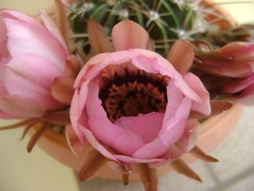 Lobivia jajoiana cv. anemone (Echinopsis marsoneri) - Cactusi 2018 bis bis