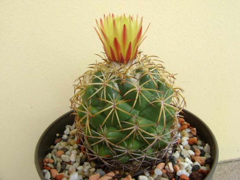 Coryphantha elephantidens v. sulcolanata - Cactusi 2018 bis bis