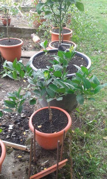 Citrus sinensis fragola - Plantele mele 2018