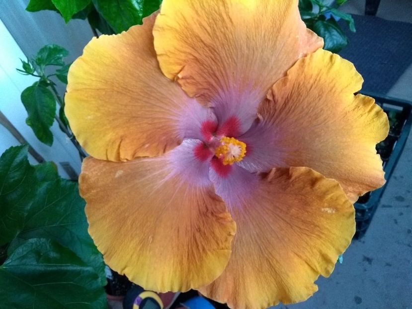  - Tahitian Sophistication