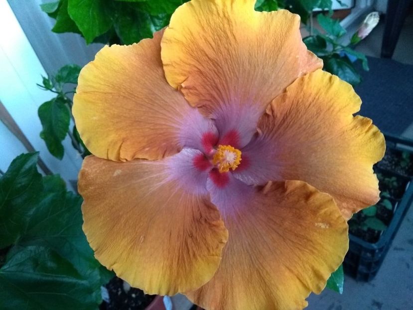  - Tahitian Sophistication