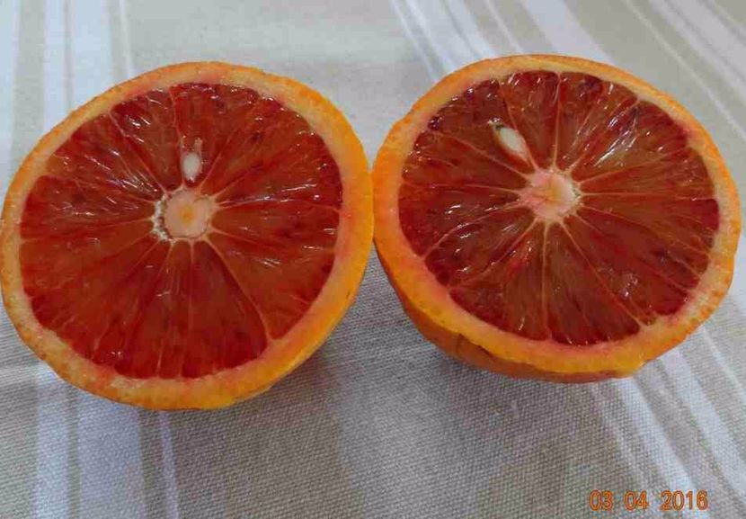Citrus sinensis fragola - Plantele mele 2018