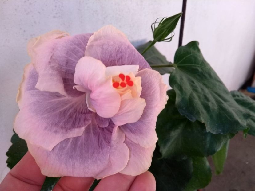  - 0Hibiscus in colectie infloriti