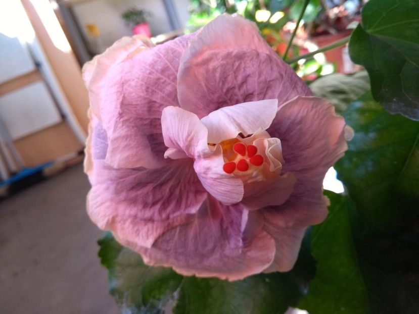 Gerrit Gommer - 0Hibiscus in colectie infloriti