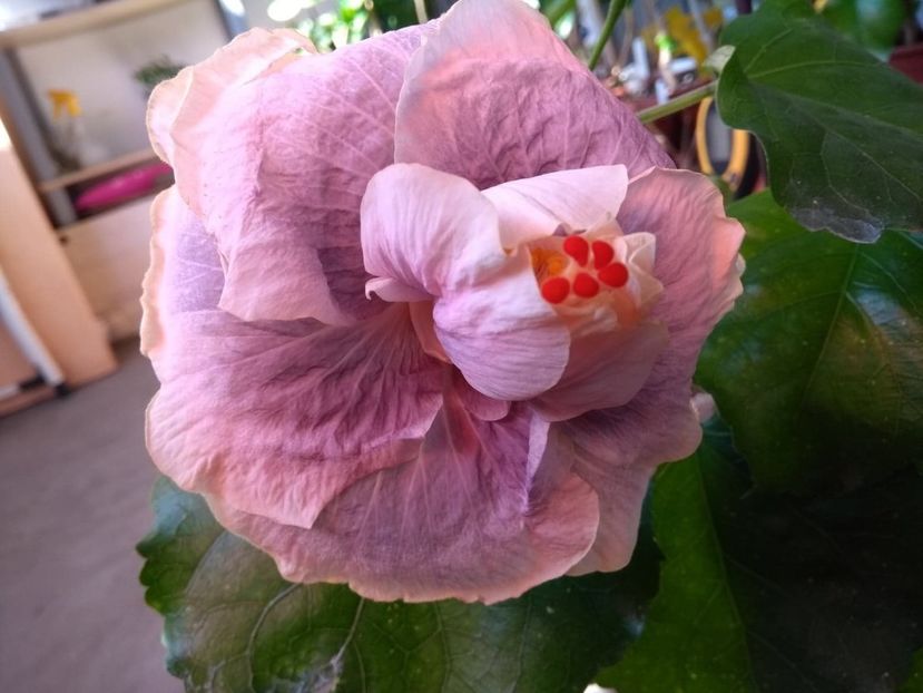 Gerrit Gommer - 0Hibiscus in colectie infloriti