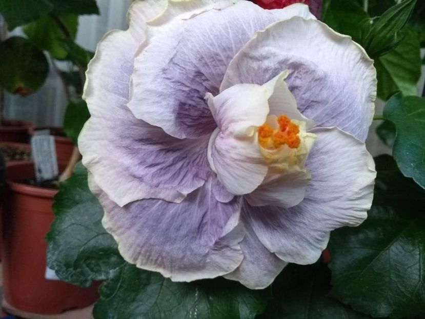 Gerrit Gommer - 0Hibiscus in colectie infloriti