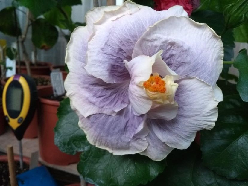 Gerrit Gommer - 0Hibiscus in colectie infloriti