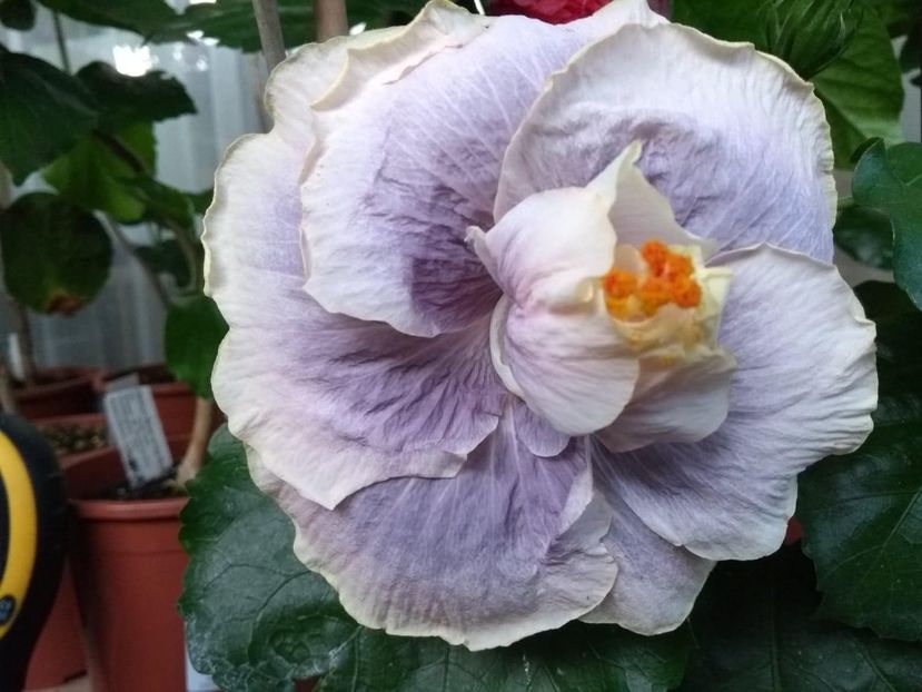 Gerrit Gommer - 0Hibiscus in colectie infloriti