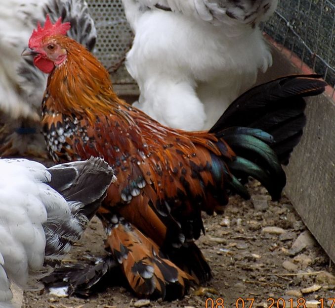  - 04B-MII DE FLORI PORTELAN 2018