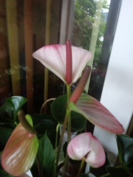 Anthurium Amalia Elegance alb cu roz - Anthurium - Floarea Flamingo