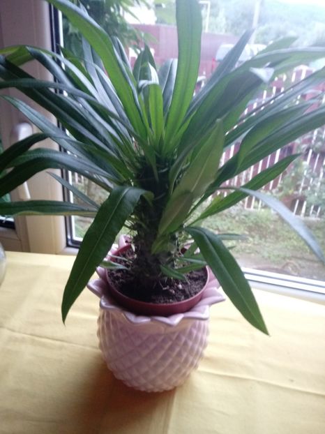 Pachypodium Lamerei-Palmierul de Madagascar - Cactusi
