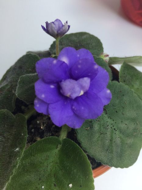  - Violete