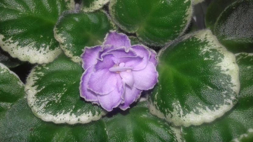  - Buckeye Saucy Irish